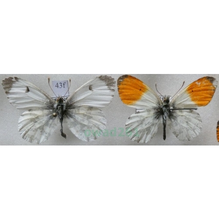 Anthocharis cardamines (Linnaeus, 1758) pair Zorzynek rzeżuchowiec France43f